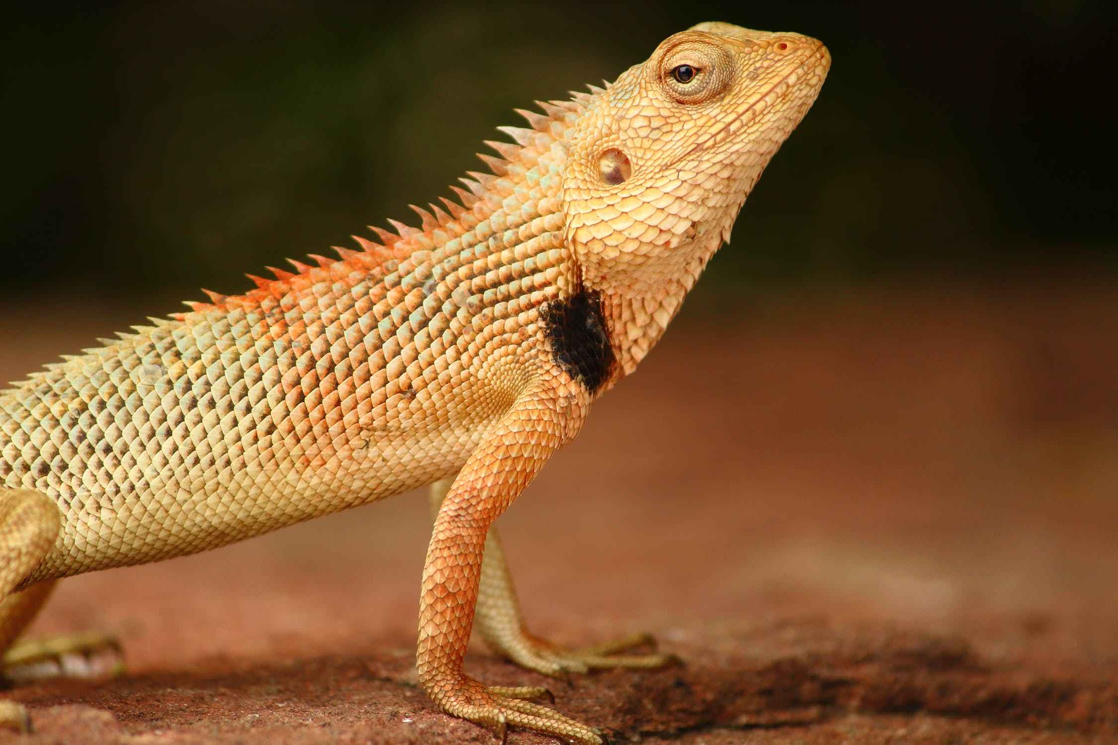 can bearded dragons eat chicken