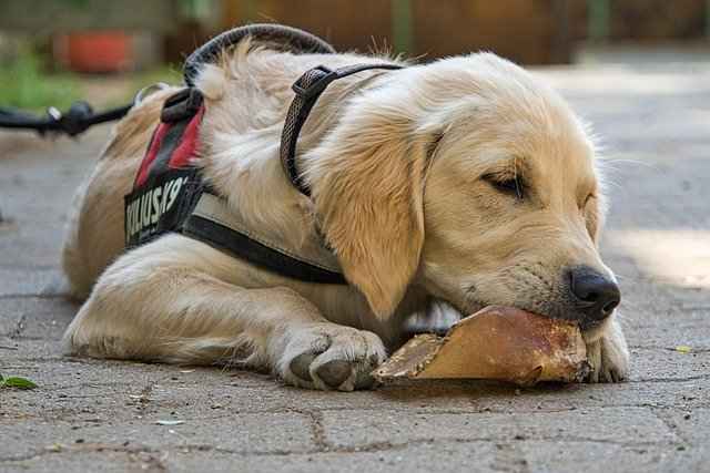 how to cut dogs nails