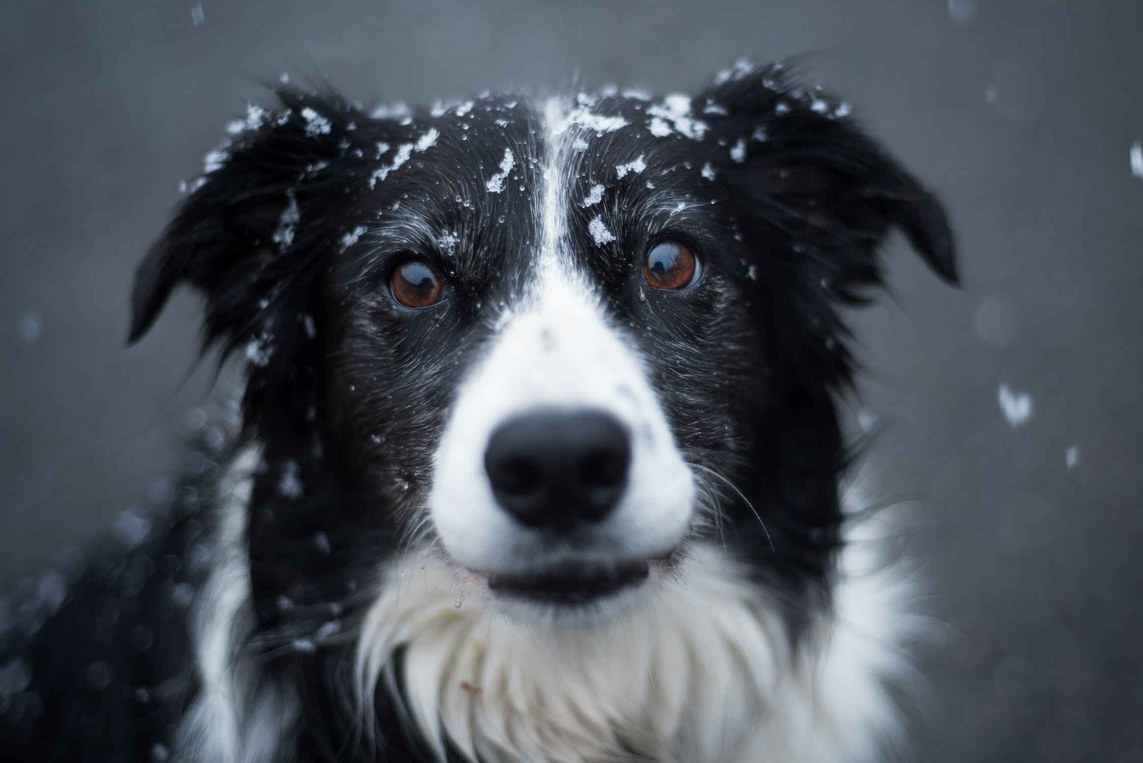 Do Dogs have Eyelashes?