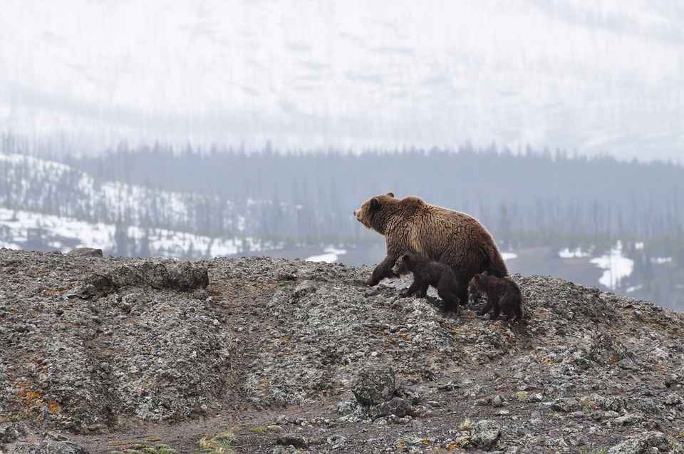 Bears can easily eat Deer however they do not hunt actively for them