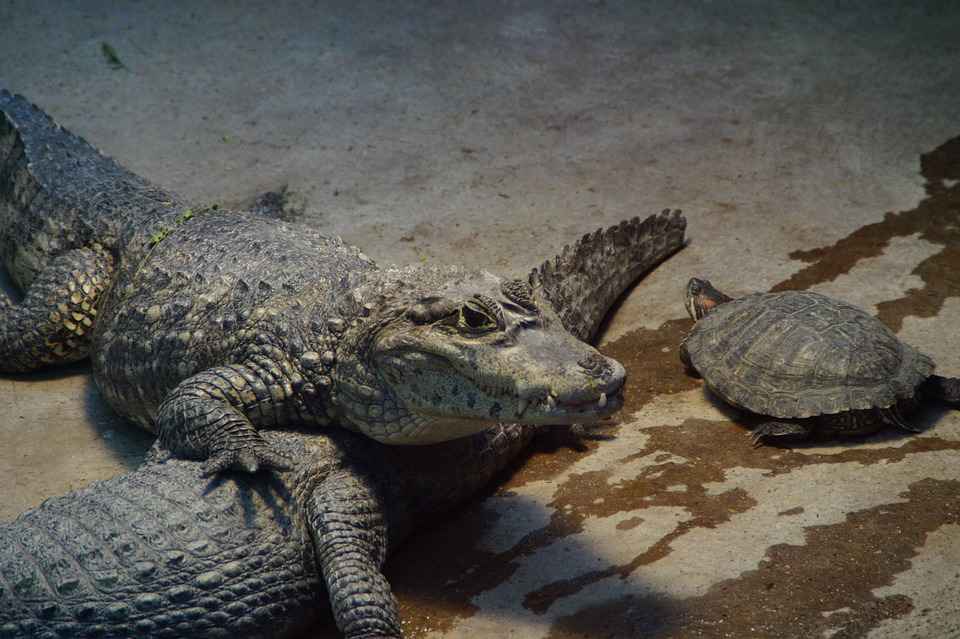 alligator eating turtle