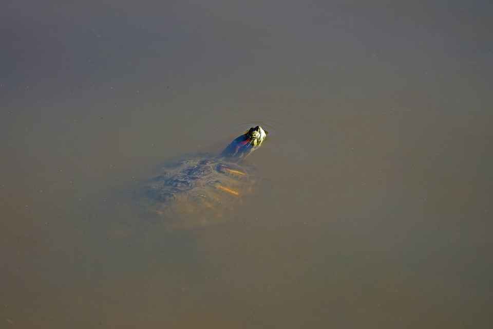 snapping turtles are an easy prey for alligator