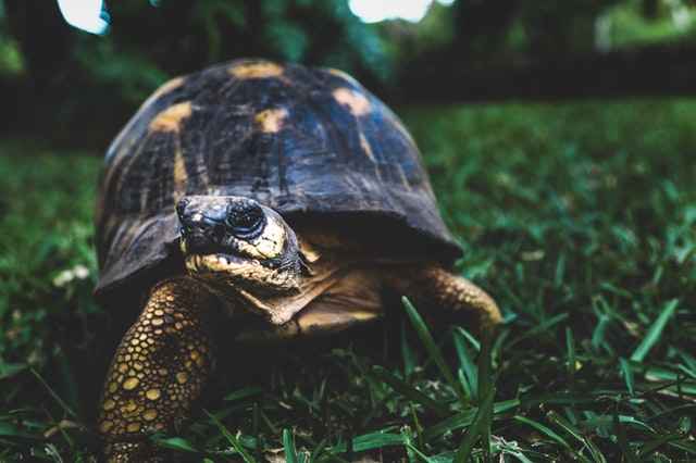 Turtles also Can Carry E coli