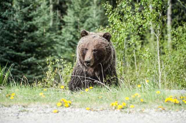 Grizzly bears are generally stronger than black bears