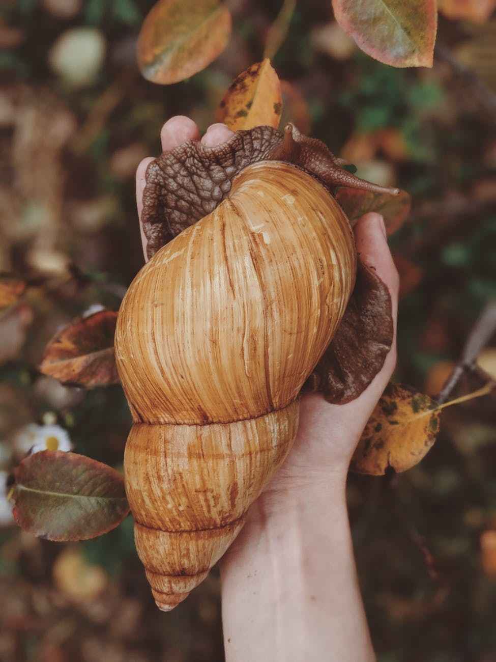 Huge snail shell