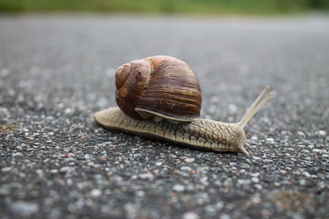 How Do Snails Make Shells