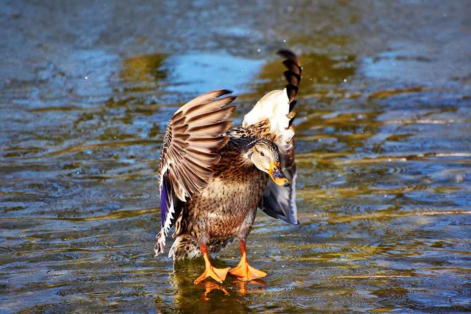 How Fast & How Far Can ducks Fly?