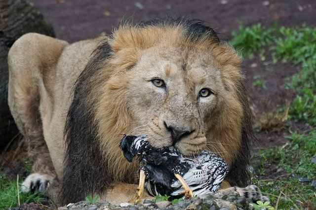 How Long can a lion go without Eating? Lion eating a bird