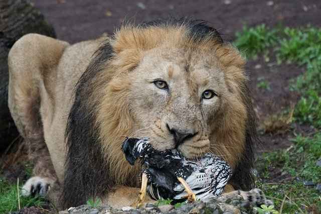 How Long Can Lions Go without Eating? How Often do they eat?