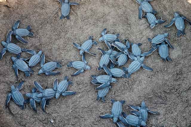 How Many Babies Do Turtles Have?