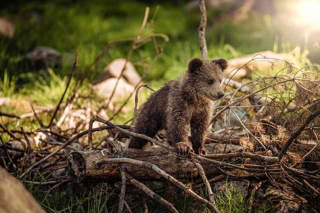 How Strong Is a Baby Black Bear?