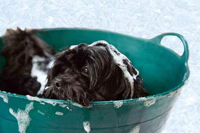 Bathing your Puppy can be Great Fun!