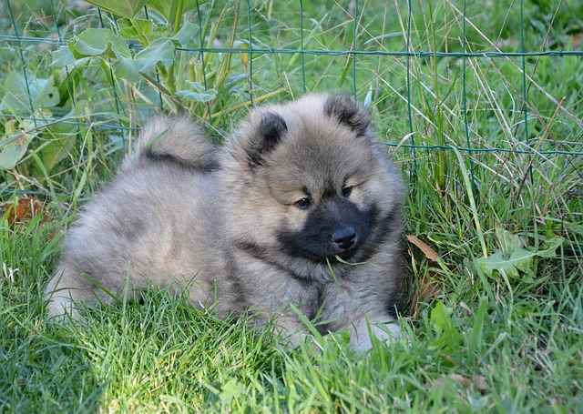 These are one of the few methods How to Tell If a Puppy Will Have Long Hair