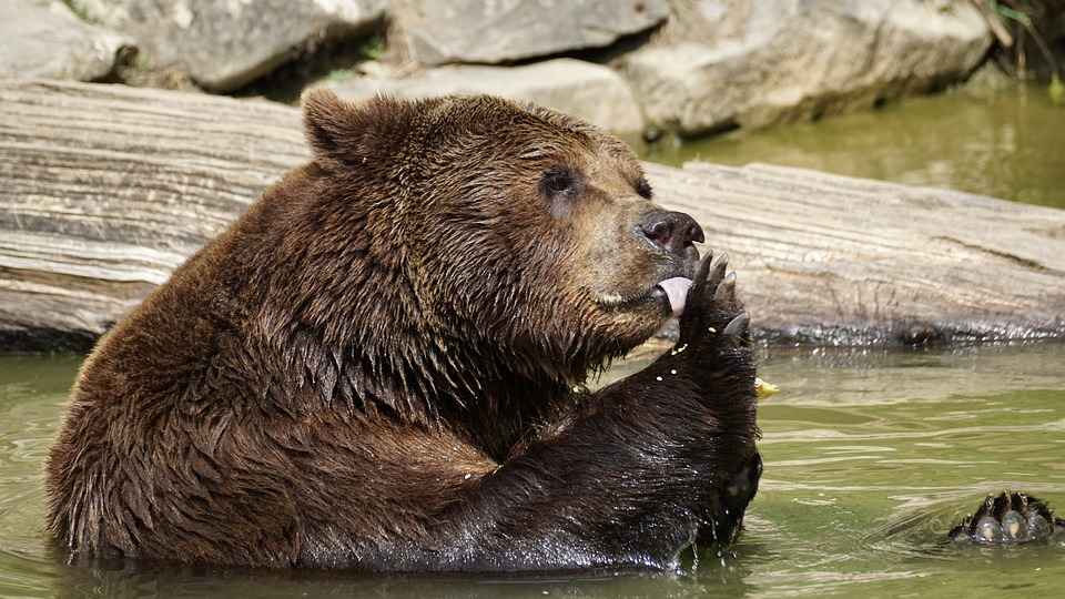 Male bears are stronger and bigger than Female bears