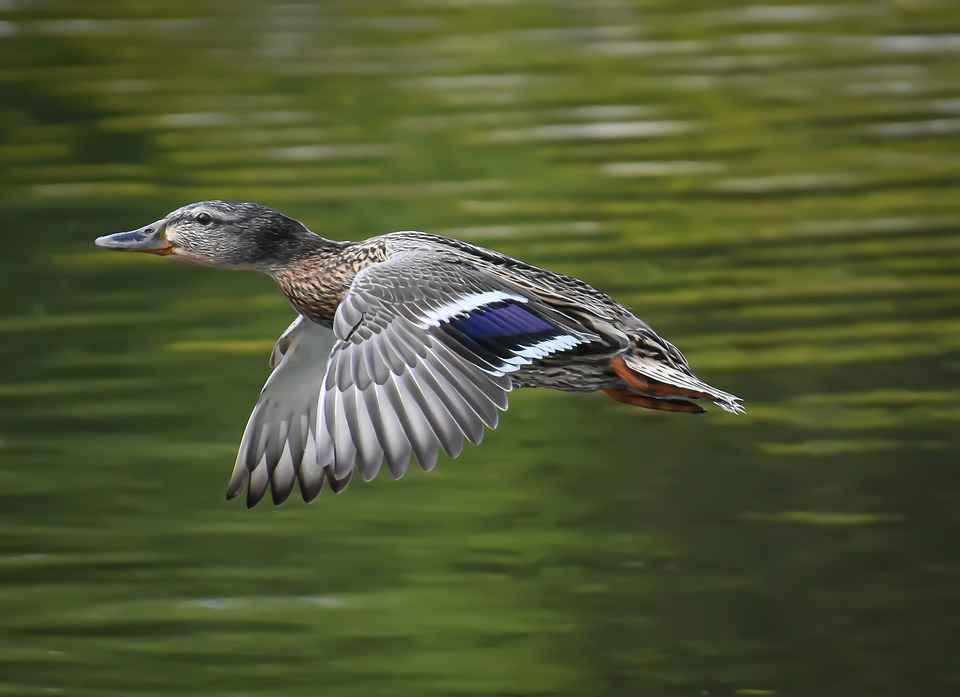 Mallard Ducks Can Fly extremely well