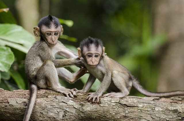 Monkies are known to kidnap other baby monkeys