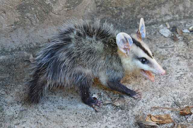 Baby Possum