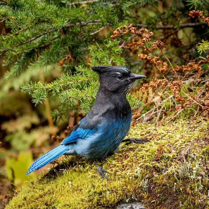 Do Blue Jays Migrate & Blue Jay Migration Route