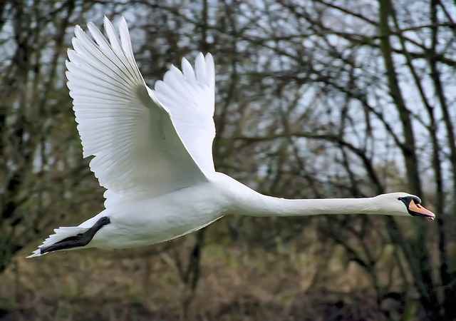 Where do swans fly in winter?