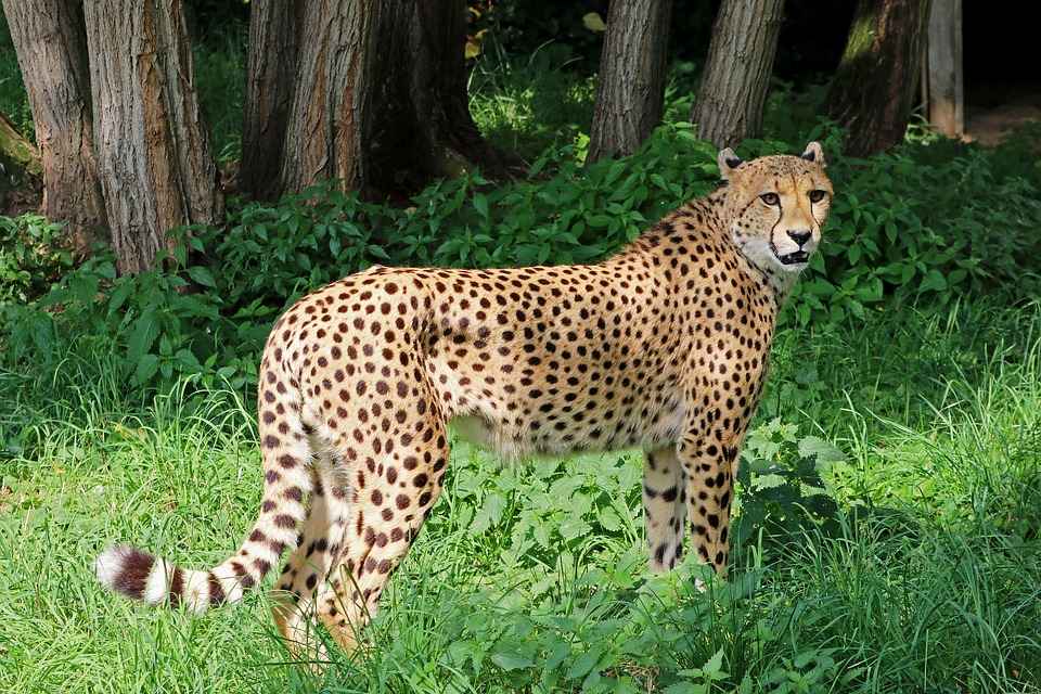 leopard cheetah hybrid