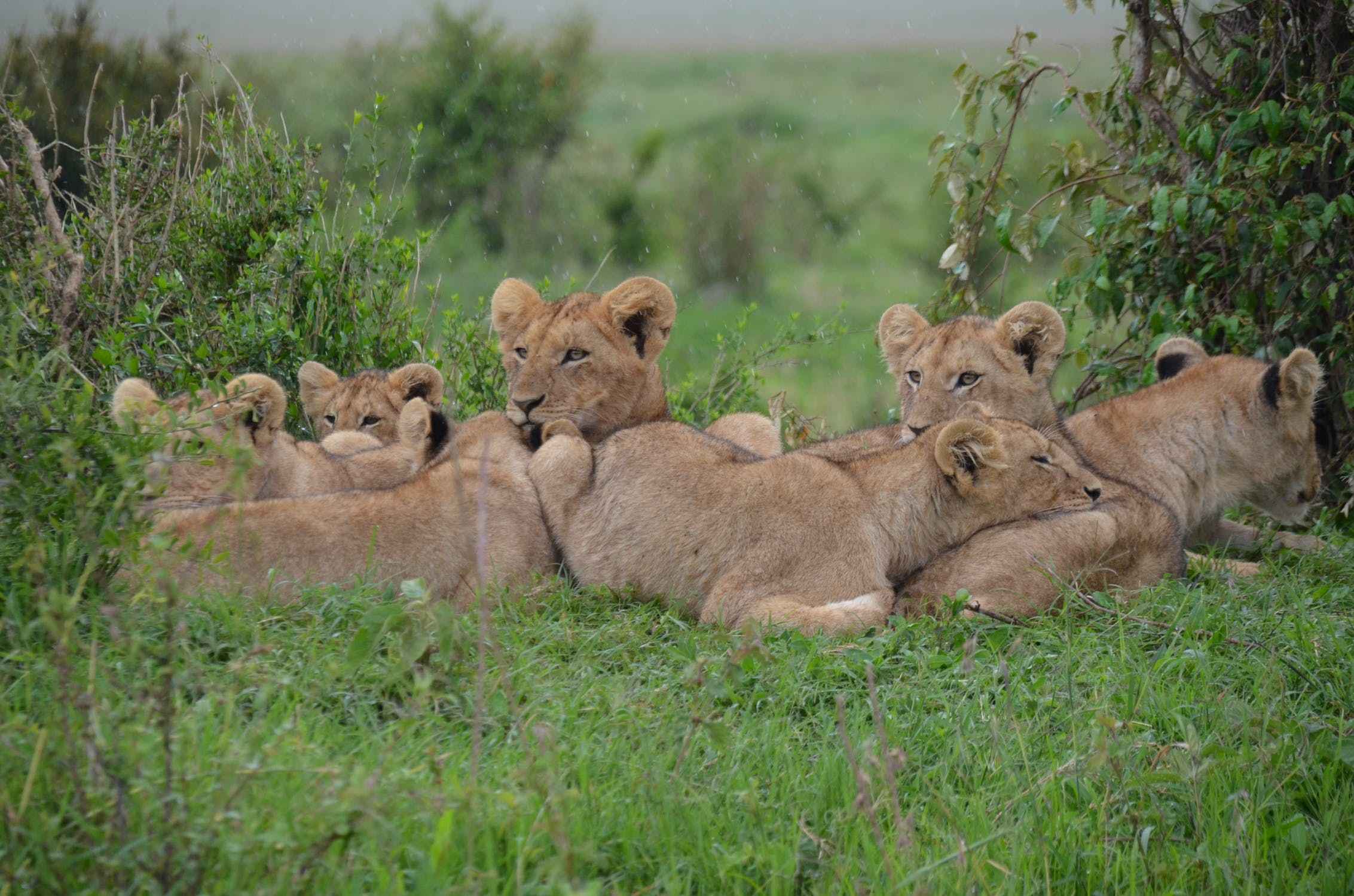 do lions eat their young cubs