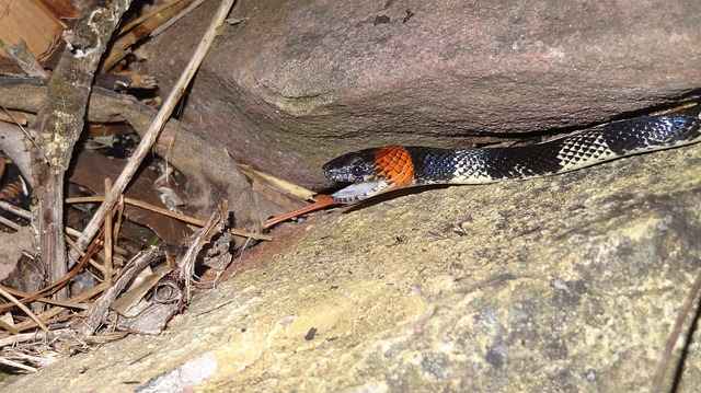 does a coral snake have a backbone