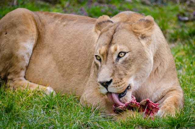 female lion eating on grass
