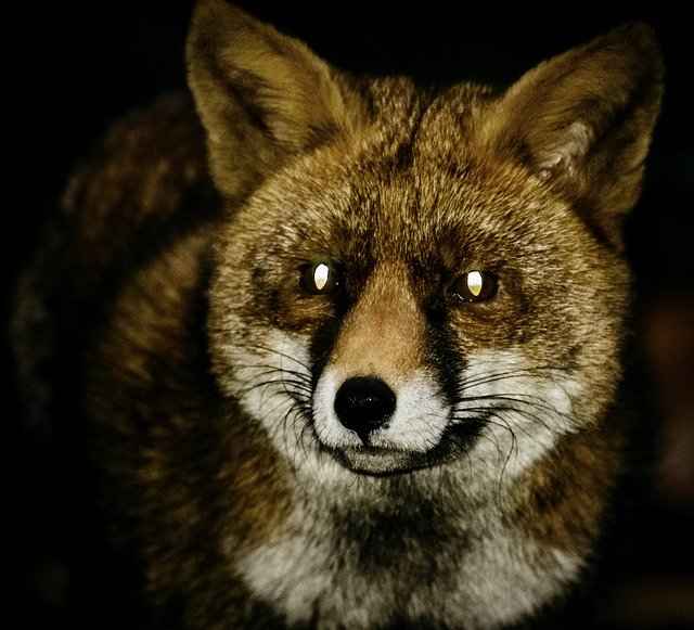 Neither Red or Grey Fox is likely to attack a Human at night