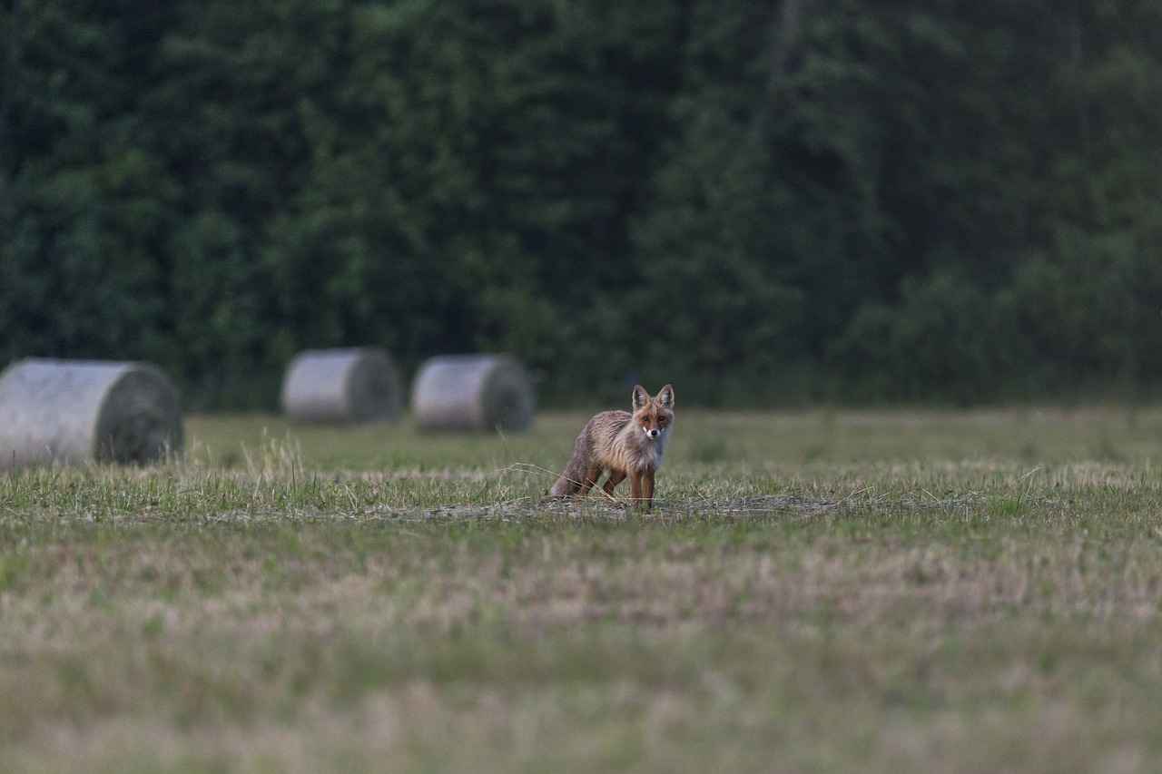 Foxes Do go out at night, However it would be very rare that they would attack a Human at Night