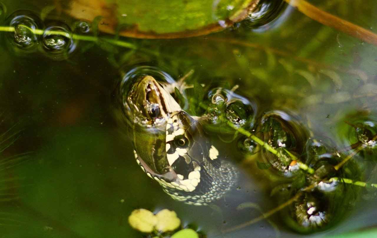 frog gets eaten by snake