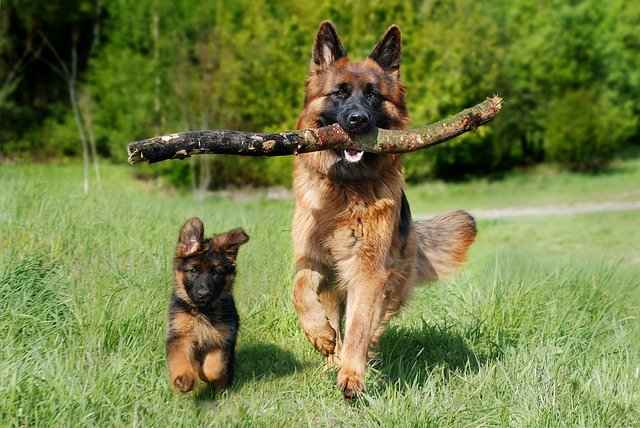 Look at the fur around the legs and the ears for clues To determine how long hair your German Shepherd puppy will have.