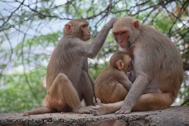 It's almost unheard that a Male monkey would steal a baby monkey