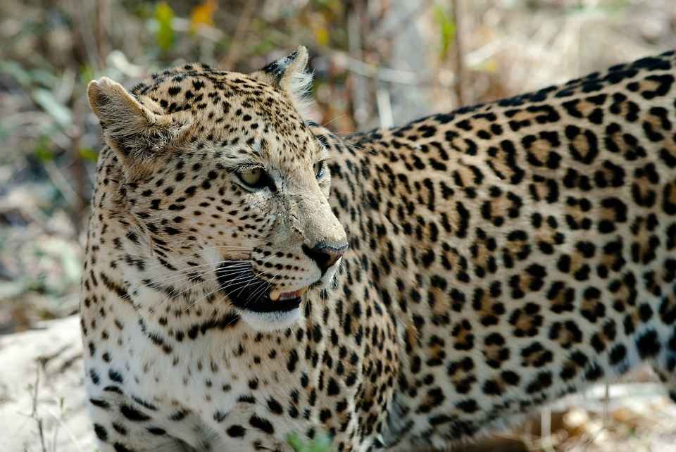 cheetah vs leopard print