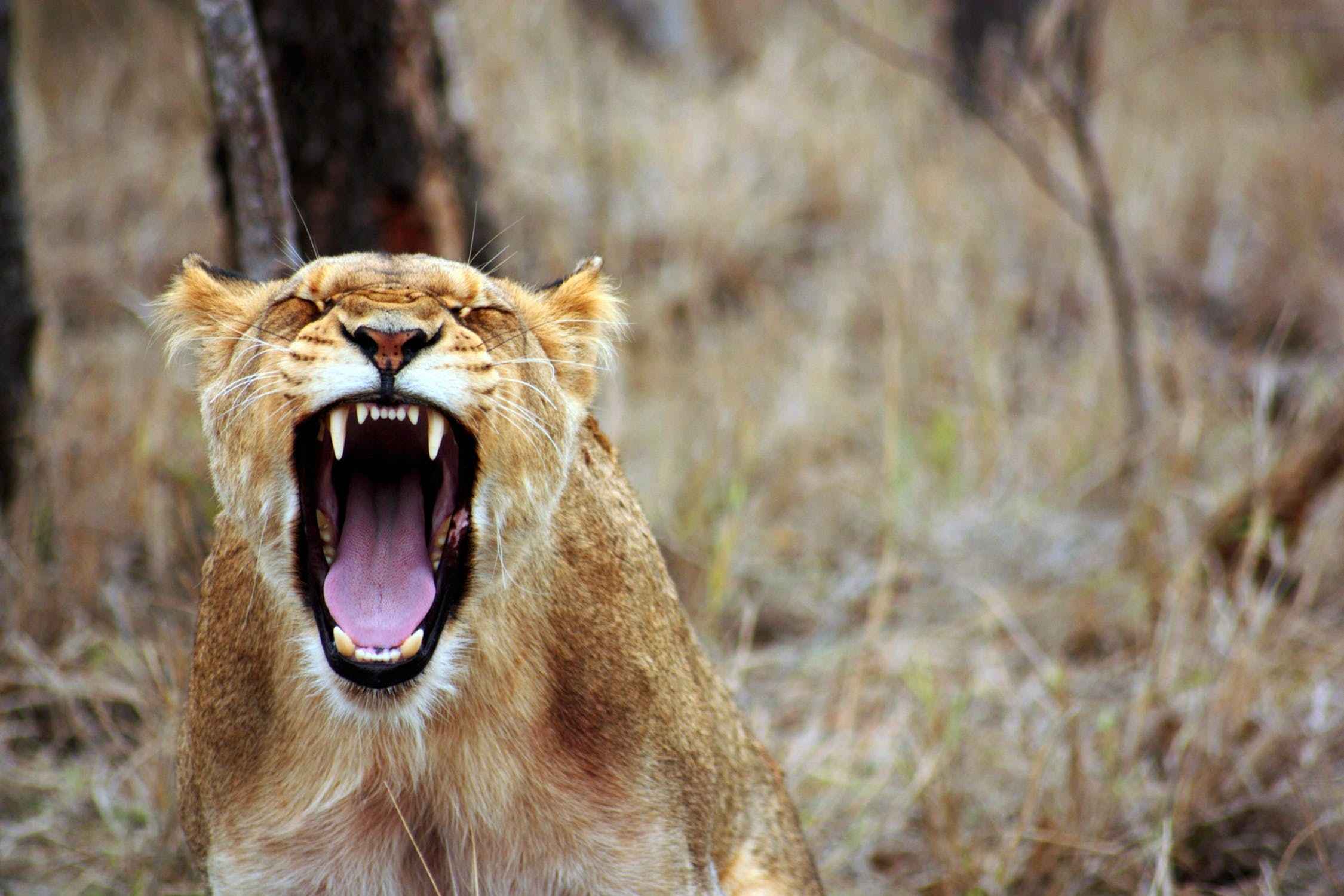 lions predators
