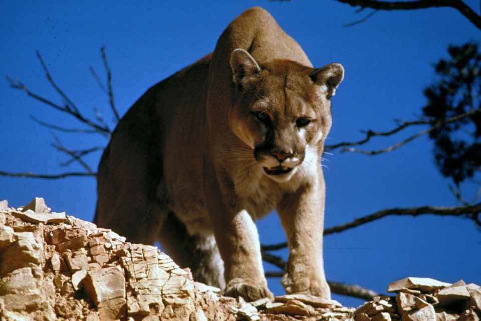 mountain lion predators