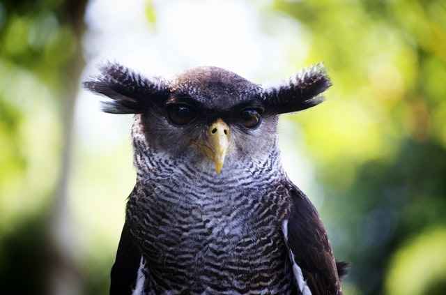 owls can easily see during the day - However they are active mostly at night