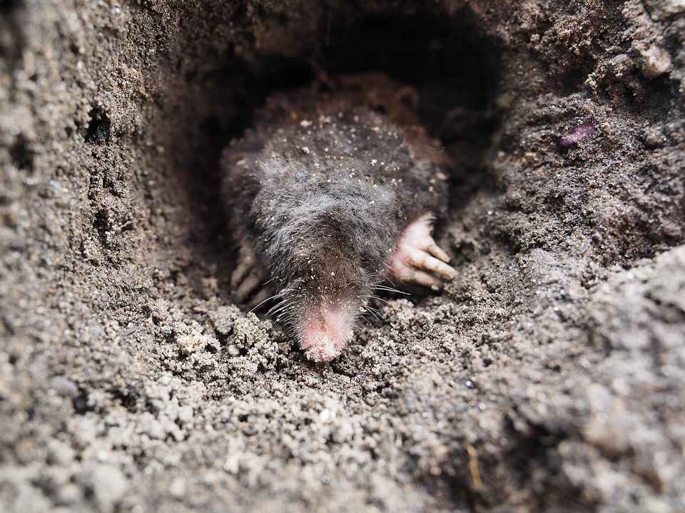 Pet moles are not found of human interactions