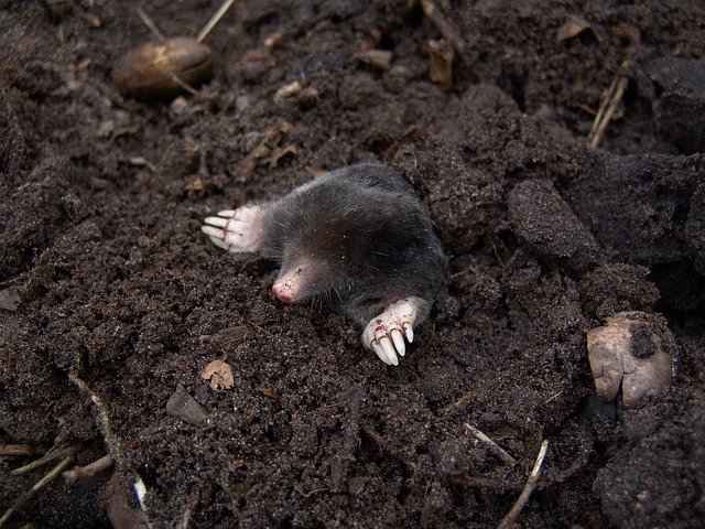 How to Keep Pet Mole