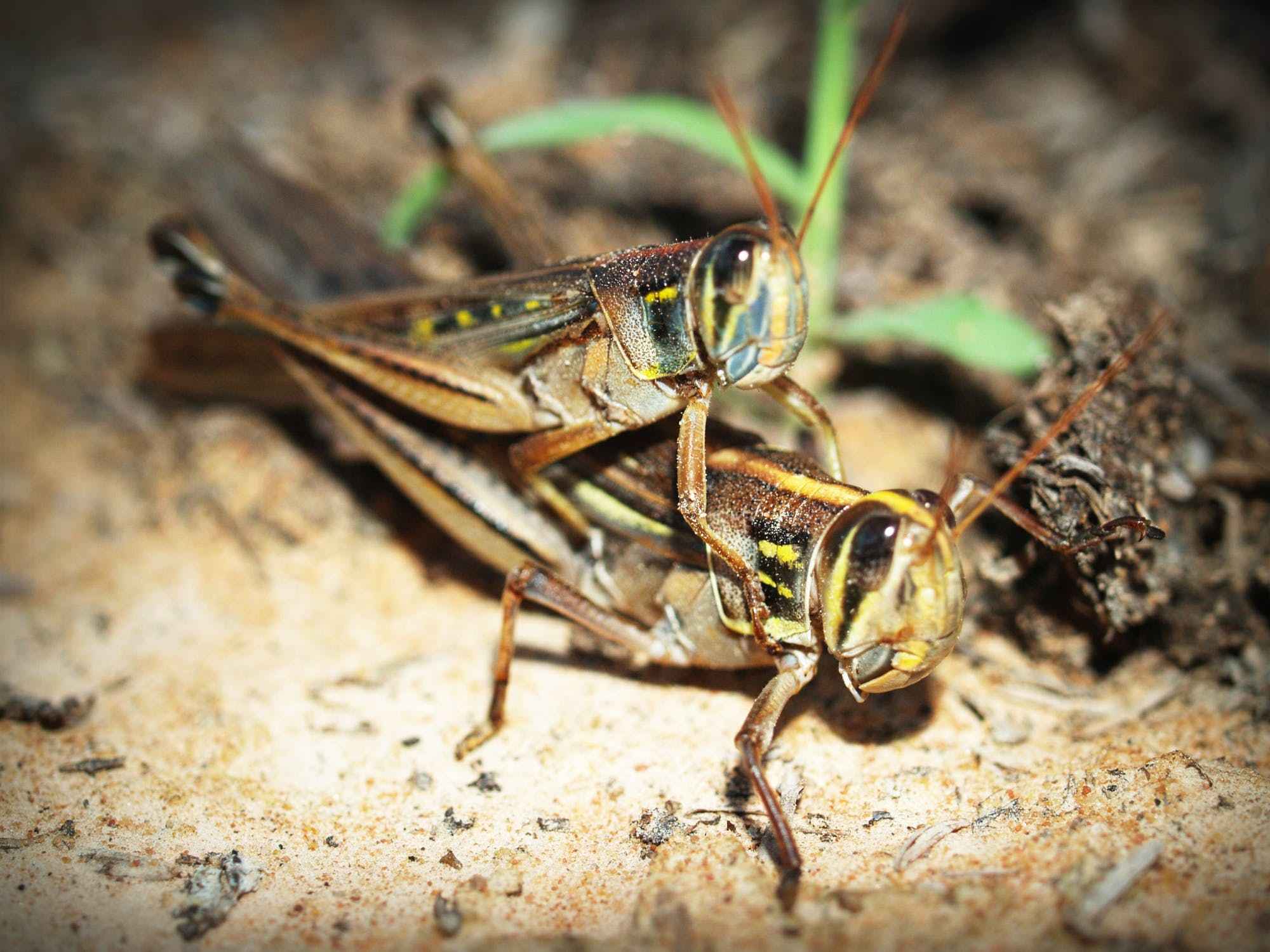 Grasshoppers can showcase their wings to attract mates!