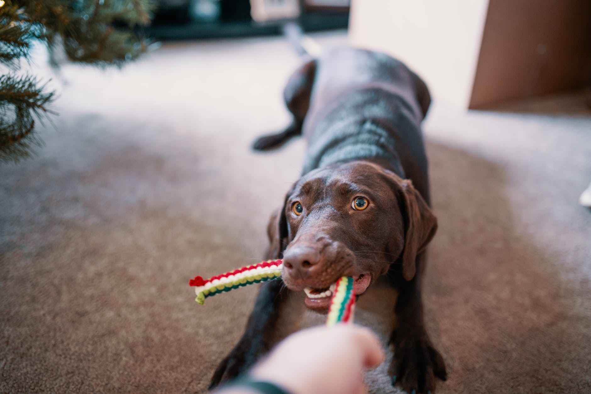 Dog Intestinal Blockage Timeline