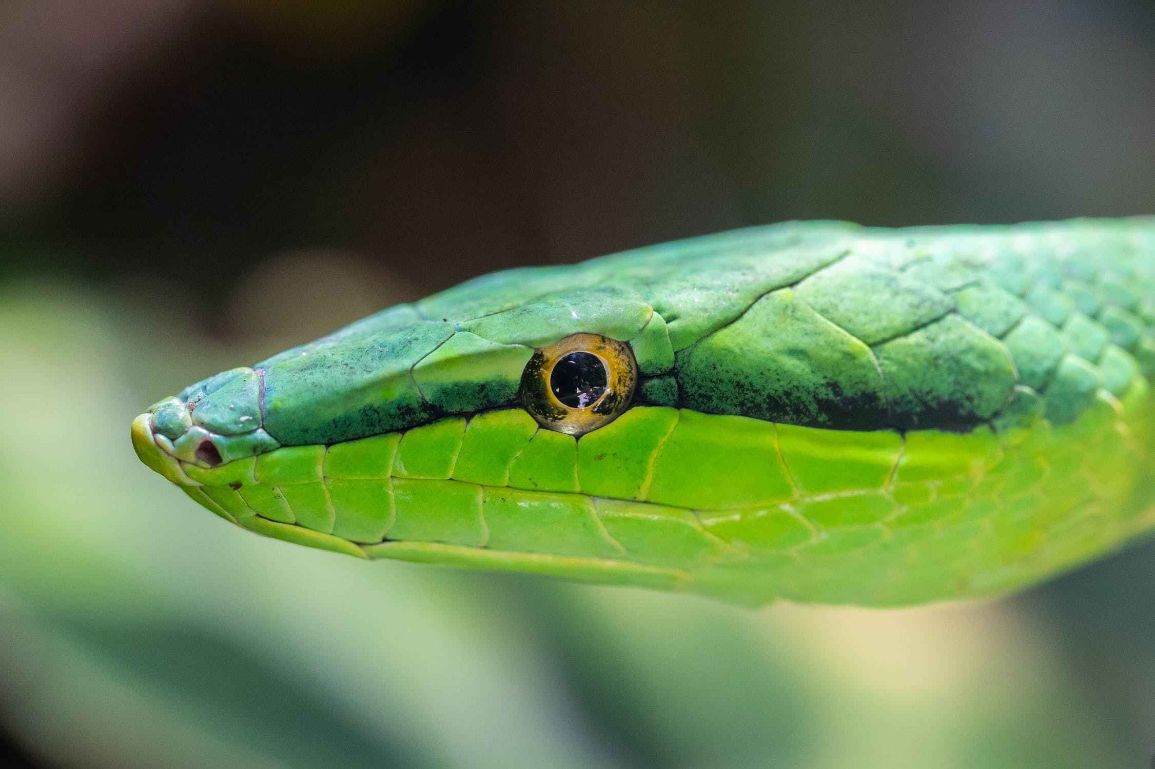 Animals That Eat Snakes Top 10 Snake Predators!