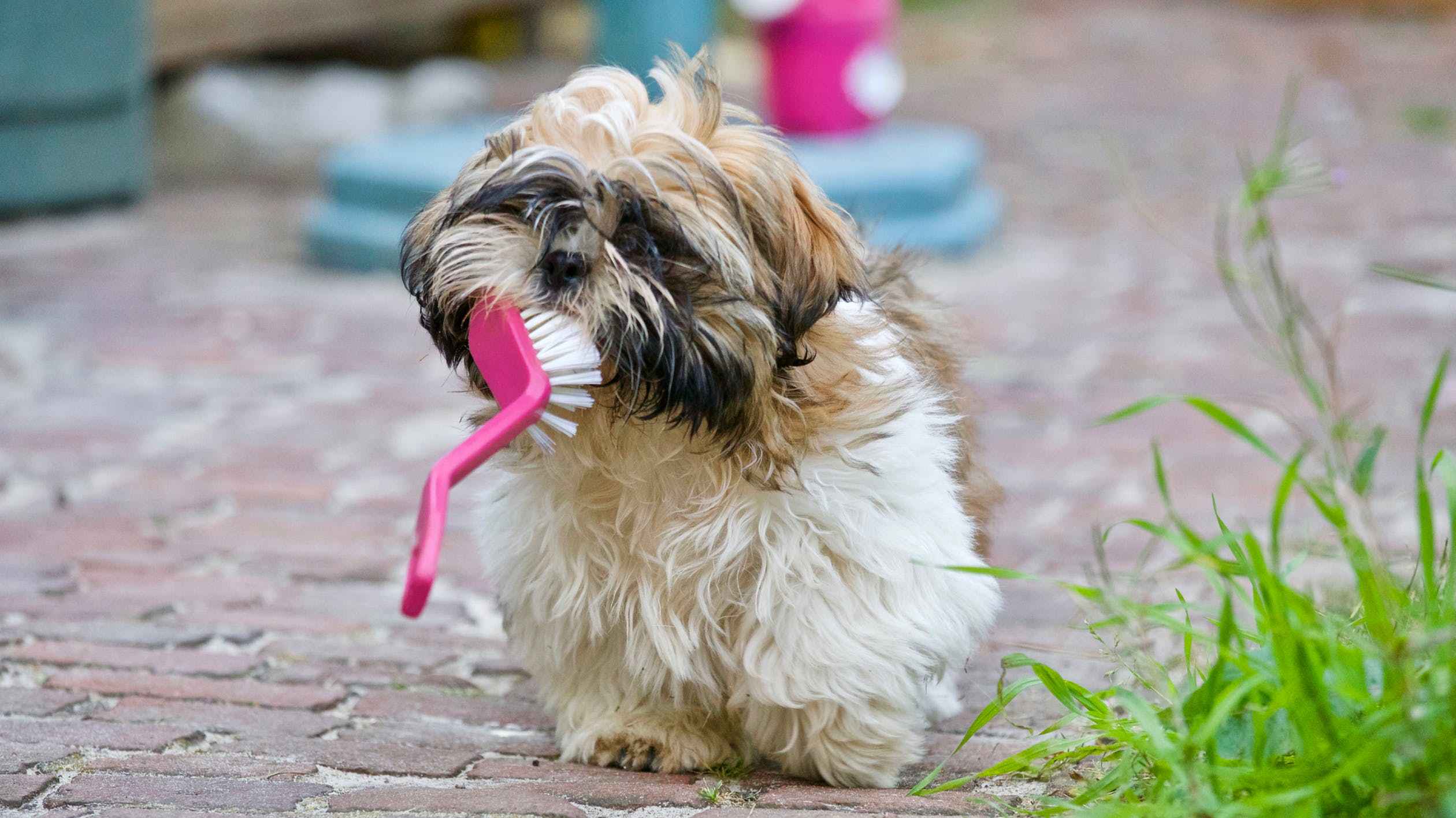 puppy teeth