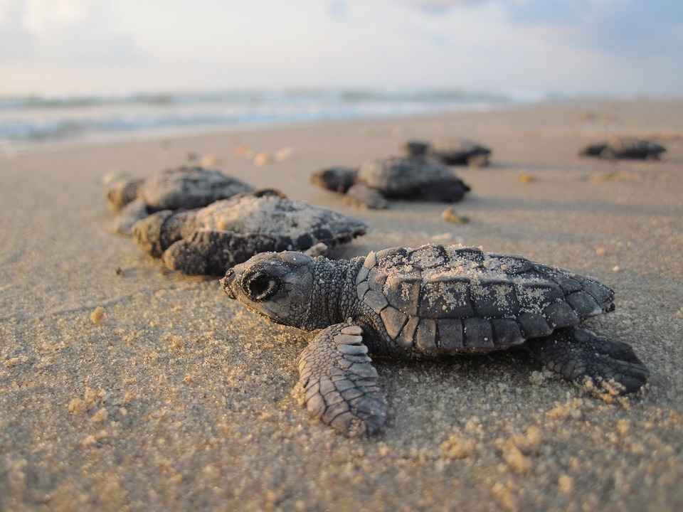 sea turtles can have A LOT of babies