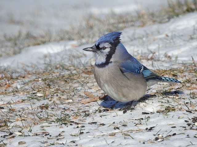 some blue jays migrate for winter
