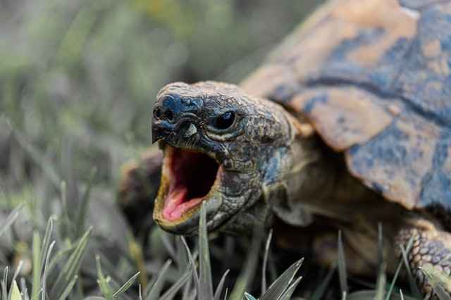 Even Wild & Baby turtles Can Carry Diseases such as Ecoli or Salmonella