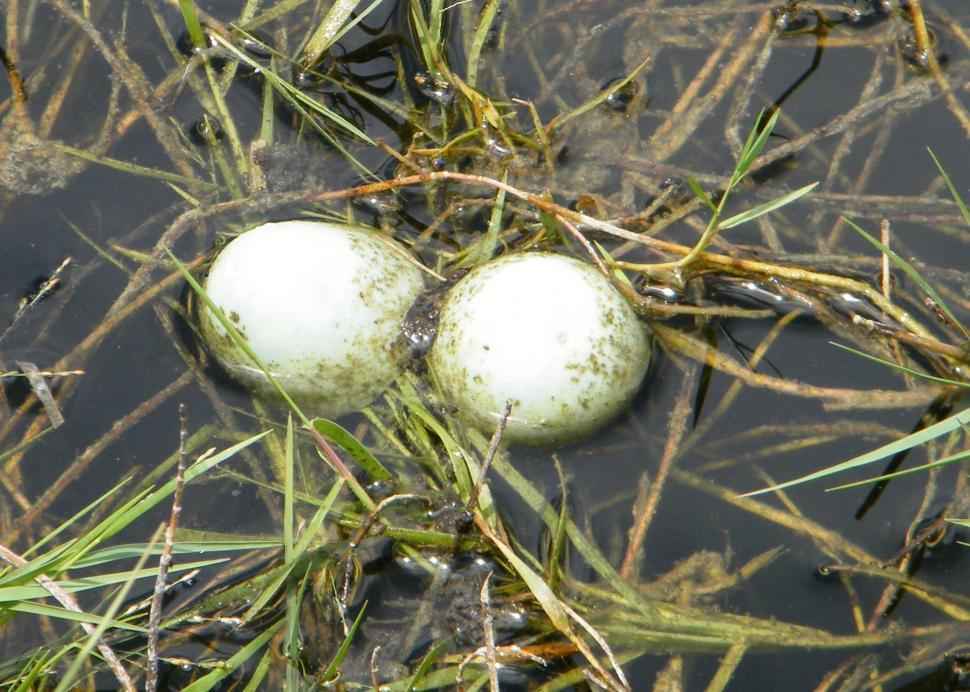 Snakes can easily Find and Eat Turtle eggs