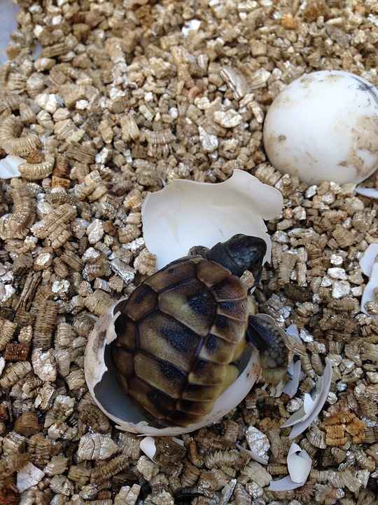 turtle baby hatching