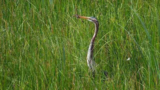 unlucky frog gets eaten by heron