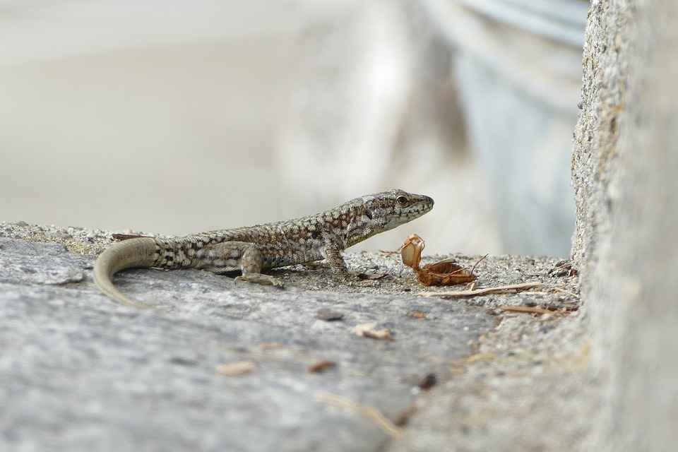 what animals eat smaller lizards