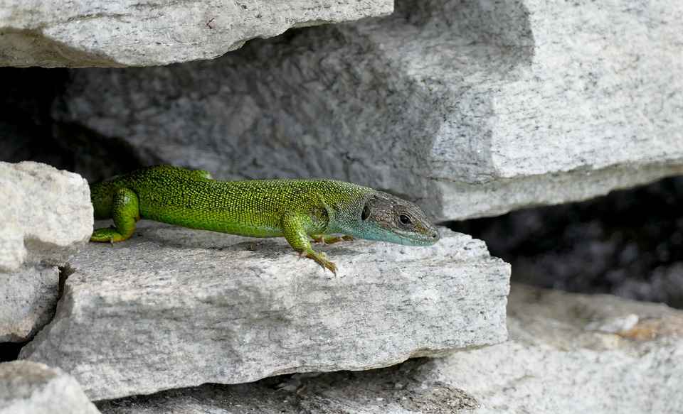 what eats rock dwelling lizards?